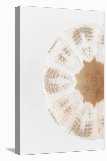 So Pure Collection - Natural Sea Urchin Shell II-Philippe Hugonnard-Premier Image Canvas