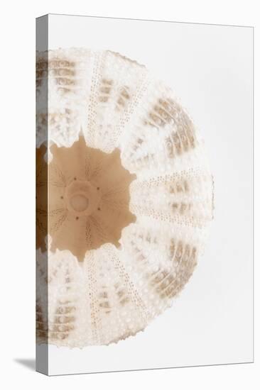 So Pure Collection - Natural Sea Urchin Shell III-Philippe Hugonnard-Premier Image Canvas
