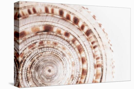 So Pure Collection - Natural Swirl Sundial Sea Shell II-Philippe Hugonnard-Premier Image Canvas