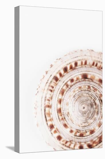 So Pure Collection - Natural Swirl Sundial Sea Shell-Philippe Hugonnard-Premier Image Canvas