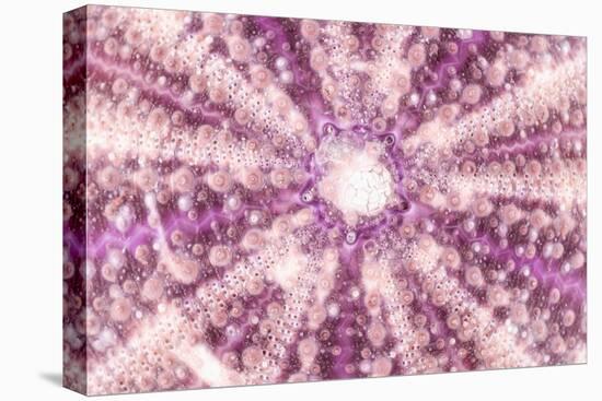 So Pure Collection - Pink Sea Urchin Shell Close-up-Philippe Hugonnard-Premier Image Canvas