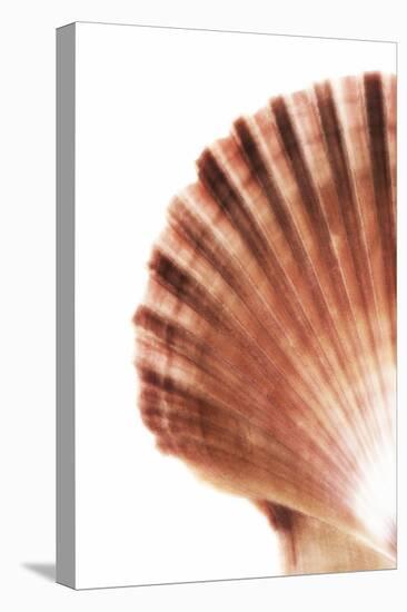 So Pure Collection - Scallop Seashell-Philippe Hugonnard-Premier Image Canvas