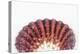 So Pure Collection - Sea Shell Clam II-Philippe Hugonnard-Premier Image Canvas