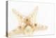 So Pure Collection - Seashell Star II-Philippe Hugonnard-Premier Image Canvas