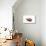 So Pure Collection - Spondylus Seashell-Philippe Hugonnard-Premier Image Canvas displayed on a wall