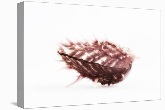 So Pure Collection - Spondylus Seashell-Philippe Hugonnard-Premier Image Canvas