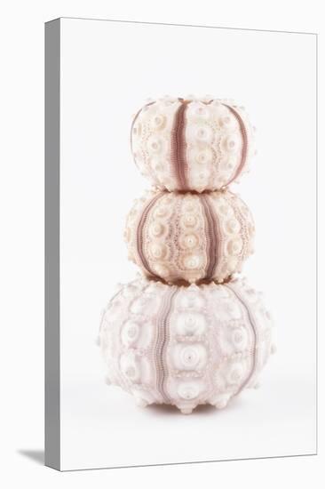 So Pure Collection - Tree White Sea Urchin shells-Philippe Hugonnard-Premier Image Canvas