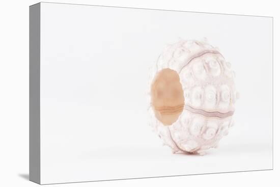 So Pure Collection - White Sea Urchin shell-Philippe Hugonnard-Premier Image Canvas