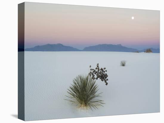 Soaptree Yucca (Yucca Elata) in Dawn Light at Sand Dune-null-Premier Image Canvas
