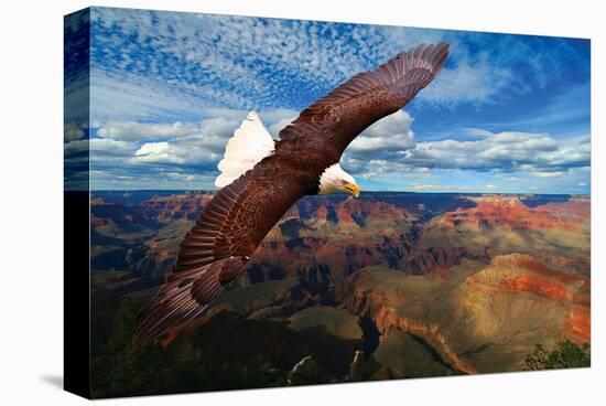 Soaring Bald Eagle-null-Stretched Canvas