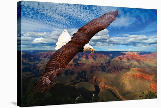 Soaring Bald Eagle-null-Stretched Canvas