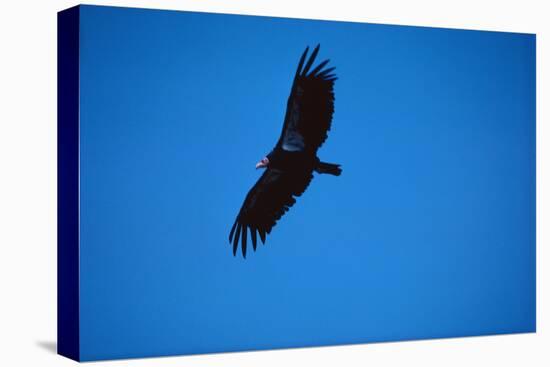 Soaring California Condor-W. Perry Conway-Premier Image Canvas