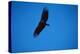 Soaring California Condor-W. Perry Conway-Premier Image Canvas