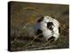 Soccer Ball in Net-null-Premier Image Canvas