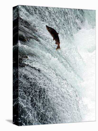 Sockeye Salmon Attempting to Jump the Falls, Brooks Camp, Katmai National Park, Alaska, USA-null-Premier Image Canvas