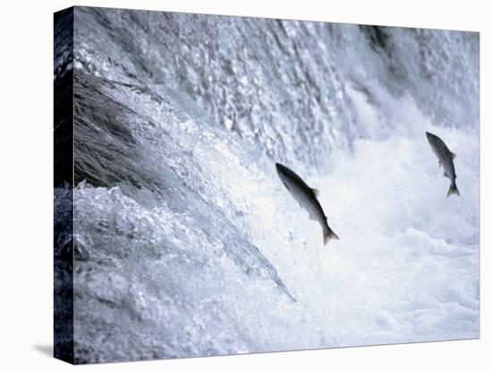 Sockeye Salmon Spawning, Katmai National Park, AK-Stuart Westmorland-Premier Image Canvas