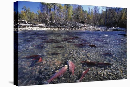 Sockeye Salmon Spawning-David Nunuk-Premier Image Canvas