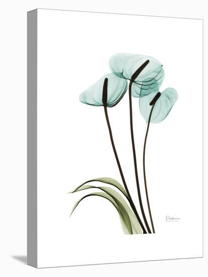 Soft Anthurium 1-Albert Koetsier-Stretched Canvas