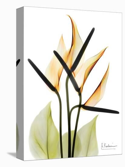 Soft Anthurium Portrait-Albert Koetsier-Stretched Canvas