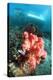 Soft Coral And Sea Squirts-Georgette Douwma-Premier Image Canvas