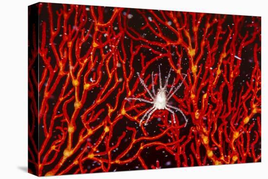 Soft Coral Crab on Red Sea Fan in Big Drop-Off, Palau, Micronesia-Ali Kabas-Premier Image Canvas