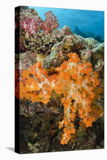 Soft Coral (Dendronephthya), Rainbow Reef, Fiji-Pete Oxford-Premier Image Canvas