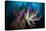 Soft coral garden, Indonesia-Magnus Lundgren-Premier Image Canvas