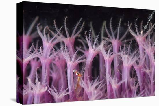 Soft Coral Polyp and a Shrimp-Bernard Radvaner-Premier Image Canvas