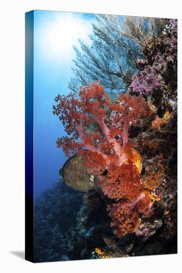 Soft Corals and Other Invertebrates Grow on a Reef in Indonesia-Stocktrek Images-Premier Image Canvas