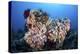 Soft Corals and Other Invertebrates Grow on a Reef in Indonesia-Stocktrek Images-Premier Image Canvas