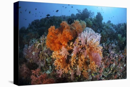 Soft Corals and Other Invertebrates Grow on a Reef in Indonesia-Stocktrek Images-Premier Image Canvas