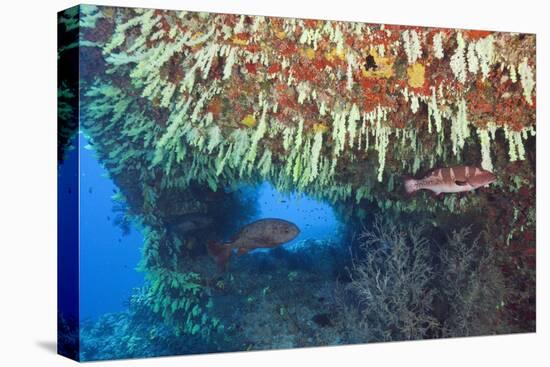 Soft Corals in Overhang, Maldives-Reinhard Dirscherl-Premier Image Canvas