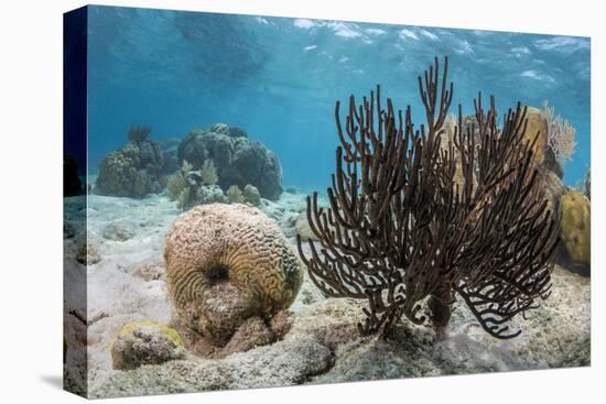 Soft Corals in the Foreground Taken in the Bay of Pigs Near the Town of Playa Giron, Cuba-James White-Premier Image Canvas