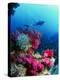 Soft Corals-Peter Scoones-Premier Image Canvas