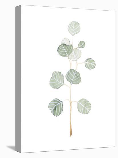 Soft Eucalyptus Branch II-Emma Scarvey-Stretched Canvas