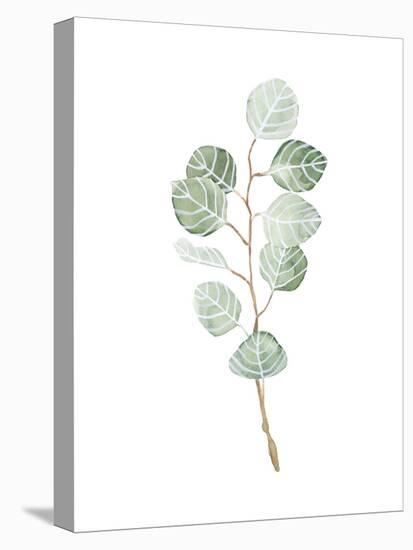 Soft Eucalyptus Branch III-Emma Scarvey-Stretched Canvas