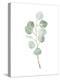Soft Eucalyptus Branch III-Emma Scarvey-Stretched Canvas