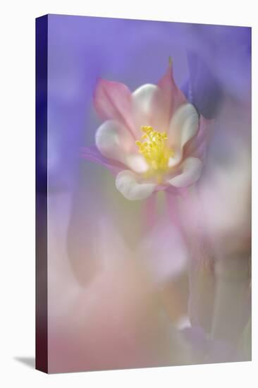 Soft focus Columbine flower, Salem, Oregon-Adam Jones-Premier Image Canvas