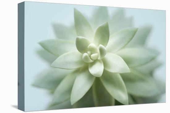 Soft Focus Succulent 2-Julie Greenwood-Stretched Canvas