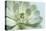Soft Focus Succulent 3-Julie Greenwood-Stretched Canvas