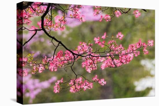 Soft focus view of pink flowering dogwood tree branch, Kentucky-Adam Jones-Premier Image Canvas