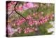 Soft focus view of pink flowering dogwood tree branch, Kentucky-Adam Jones-Premier Image Canvas