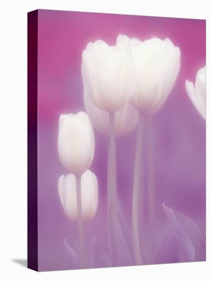 Soft Focus View of Tulips, Cincinatti, Ohio, USA-Adam Jones-Premier Image Canvas