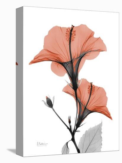 Soft Hibiscus-Albert Koetsier-Stretched Canvas