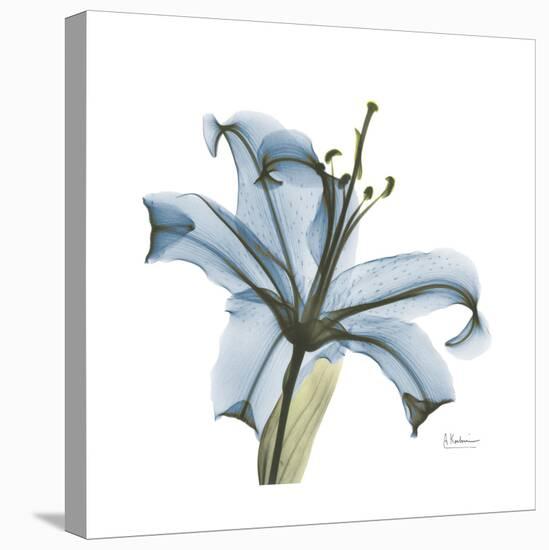 Soft Lily-Albert Koetsier-Stretched Canvas