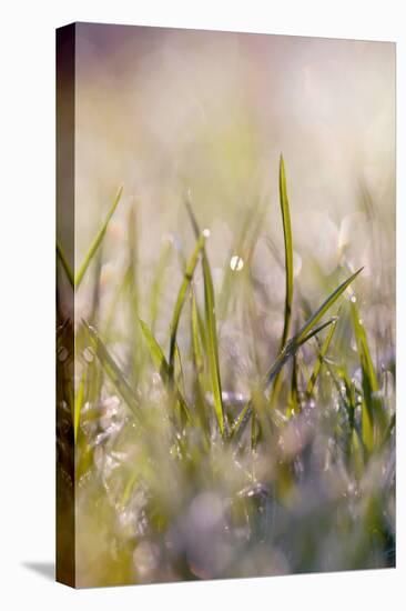 Soft Morning Dew I-Sarah Gardner-Premier Image Canvas