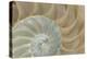 Soft Nautilus-Sparx Studio-Stretched Canvas