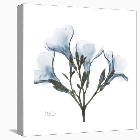 Soft Oleander-Albert Koetsier-Stretched Canvas