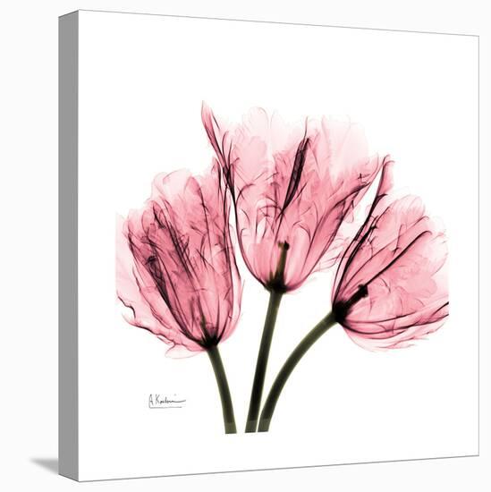 Soft Pink Tulips-Albert Koetsier-Stretched Canvas