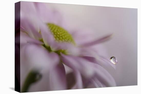 Soft pink-Heidi Westum-Premier Image Canvas